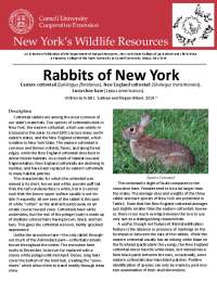 Rabbits of New York