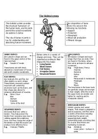 Human Skeletal System: Structure, Types, and Movements
