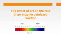 The Effect of pH on the Rate of an Enzyme-Catalyzed Reaction: A Laboratory Experiment