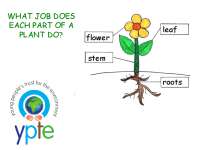 flower leaf stem roots