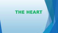 Anatomy and Function of the Human Heart: A Comprehensive Guide