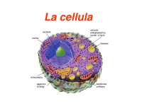Cellula e organelli e funzioni