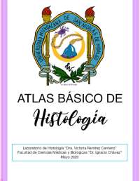 Tejido mieloide. Histología