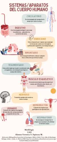 Sistemas y Aparatos del Cuerpo Humano