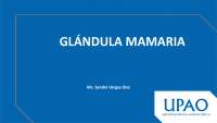 Anatomía de la Glándula Mamaria: Descripción, Irrigación y Sistema Linfático - Prof. Rolda