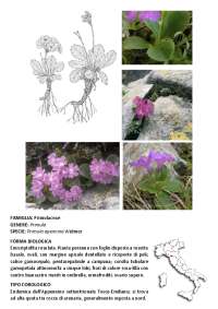 Relazione di Botanica e Biodiversità Vegetale, Erbario, Prof. Roberto Braglia, Maggio 2023