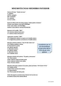 memotecnia de miembro inf