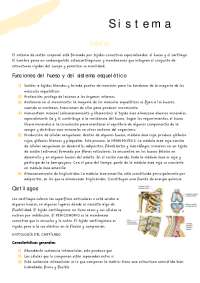 Sistema óseo y cartílagos