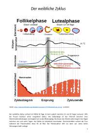 Weiblicher Zyklus (Phasen und Mestruationszyklus)