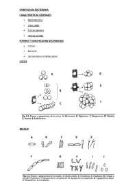 micro_morfologia_bacteriana