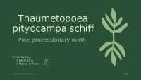 how to Controle thaumetopoea pityocampa