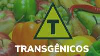 TRANSGENICOS  OPINIÃO DO GRUPO QUE APRESENTOU