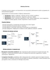 O Sistema Nervoso: Estrutura, Funções e Divisões
