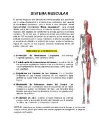 El Sistema Muscular: Anatomía, Funciones y Clasificación