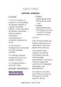 Sistema urinário - anatomia