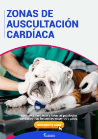 Auscultación cardíaca en perros y gatos: Identificación y tratamiento de patologías