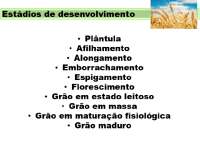 Cultura do Trigo - fases de desenvolvimento