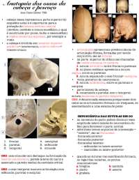anatomia cabeça e pescoço