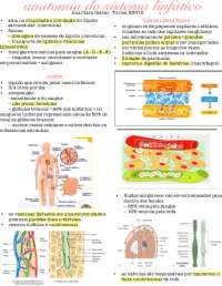 anatomia do sistema linfático