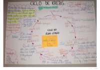 Resumo de Ciclo de Krebs