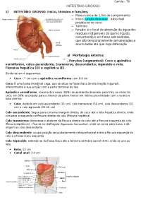 anatomia do intestino grosso