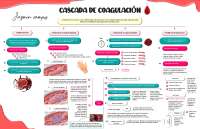 Vía intrínseca y extrínseca de la cascada de la coagulación