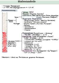 Blutbestandteile, Blutbildung, Blutgruppen & Blutgerinnung