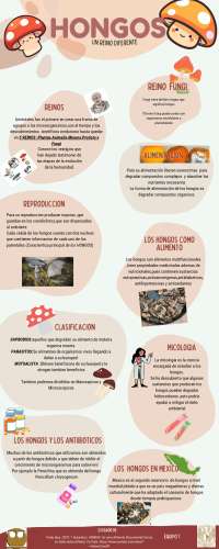 Los hongos: un reino diferente