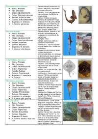 Informe chondricties