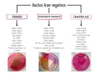 Bacilos Gram Negativos