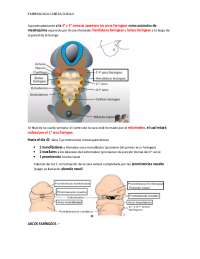 Embriologia de la cabeza y cuello
