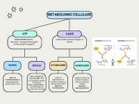 Il Metabolismo Cellulare: ATP, Enzimi e Respirazione Cellulare