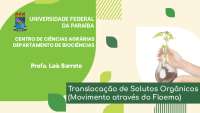 TRANSLOCAÇÃO DE SOLUTOS NO FLOEMA
