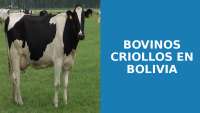 diapositivas sobre animales bovinos en bolivia