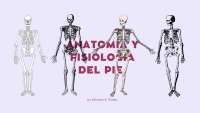Anatomía y fisiología del pie humano