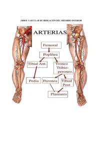 Árbol vascular de irrigación del miembro inferior