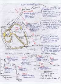 Resumen de electrofisiología cardíaca y ciclo cardíaco
