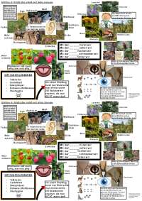 Waldprojekt Handout.