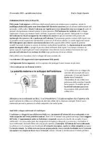 Embriogenesi nelle piante