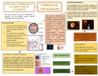 FERTILIZACION MAPA CONCEPTUAL