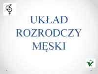 Układ rozrodczy męski