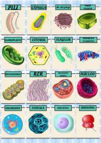 Loteria de los organelos