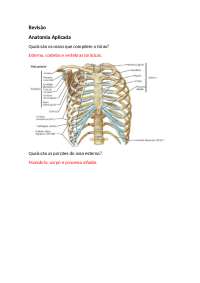 Revisão da prova de anatomia