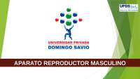 Aparato Reproductor Masculino: Estructura y Funciones