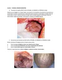 Abdomen puntos claves Clase 2
