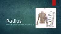 Anatomy and Attachment of the Radius Bone