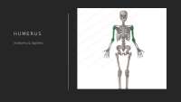 Humerus bone Anatomy and Muscles Attachments