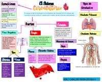 BIOLOGIA SISTEMA CIRCULATORIO ESQUEMA