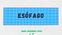 Anatomía, Histología y Patologías del Esófago: Músculos, Obstrucciones y Esofagitis