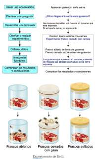 Experimento de Redi: Observación y Análisis del Origen de los Gusanos en la Carne